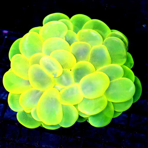 WYSIWYG 5.5X5.XXL SUPER ULTRA LEMONLIME YELLOW GIANT XXL ULTRA COLORED INDO BUBBLE-SPECTACULAR COLOR!! live coral for sale - Extreme Corals