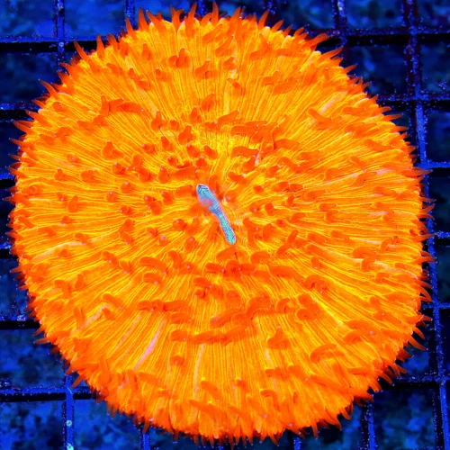 WYSIWYG 5X5 XL ULTRA FLAMETIP SUPER MELTING POT NEON ULTRA ORANGE PLATE CORAL live coral for sale - Extreme Corals