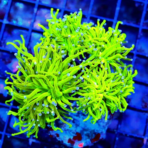 WYSIWYG 5.5X5 GINAT XXL CENTERPIECE COTTON CANDY ULTRA GRADE INDO TORCH WOW IS ALL I CAN SAY! live coral for sale - Extreme Corals