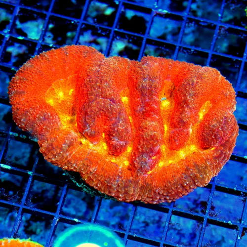 WYSIWYG 6X4.5 XL GLOWING NEON ORANGE ALIEN EYED SUPER RED INDO SHOWPIECE LOBOPHYLLIA-THIS IS EPIC COLOR!! live coral for sale - Extreme Corals