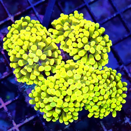 WYSIWYG 5.5X5 THIS IS OUTRAGEOUS EXTREMELY RARE BRANCHING HAMMER-FROGSPAWN MORPH "YELLOW FRAMMER" COLLECTORS live coral for sale - Extreme Corals