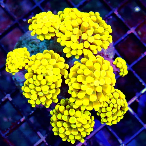 WYSIWYG 5.5X5.5 THIS IS OUTRAGEOUS EXTREMELY RARE BRANCHING HAMMER-FROGSPAWN MORPH "YELLOW FRAMMER" COLLECTO live coral for sale - Extreme Corals