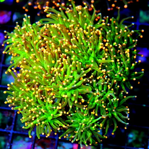 WYSIWYG 5.5X5.5 GIANT XXL CENERPIECE "ORANGE TIPPED COTTON CANDY" THIS IS ONE OF THE NICEST TORCH YOU CAN BU live coral for sale - Extreme Corals