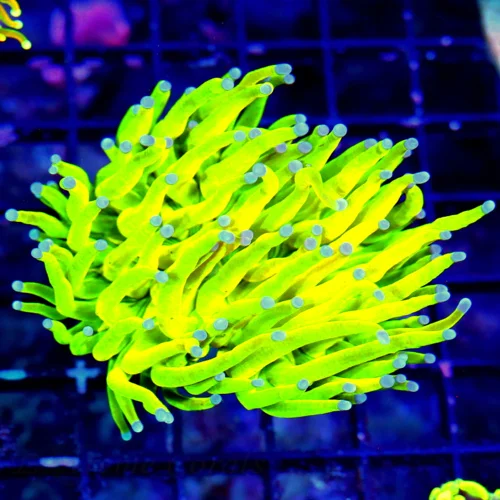 WYSIWYG 4X3 ULTIMATE COLLECTORS ITEM SCOTT'S HANDPICKED ULTRA COLOR KALAMANTINE HOLY GRAIL TORCH live coral for sale at Extreme Corals