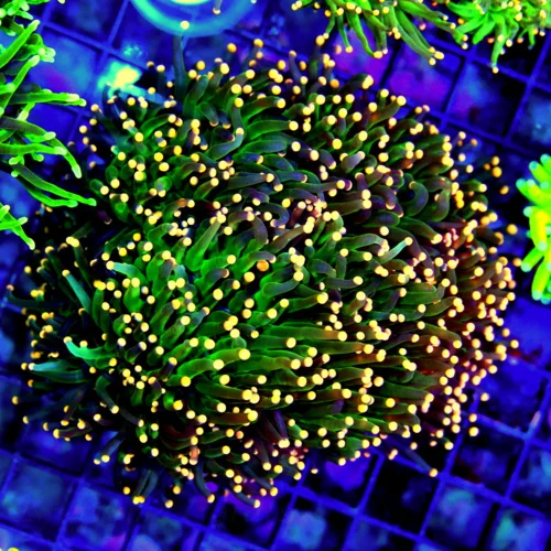 WYSIWYG 5.5X5 ULTRA ULTRA COLORED CENTERPIECE NEON FOREST GREEN GLOWING ORANGE TIPPED XXL INDO SHOWPIECE TOR live coral for sale - Extreme Corals