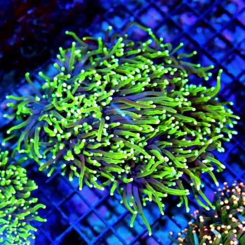 WYSIWYG 6.5X6 ULTRA COLORED VERY VERY NICE "GASLIGHT TORCH" SUPER PURPLE TENTACLED GREEN FADING TO YELLOW TI live coral for sale - Extreme Corals