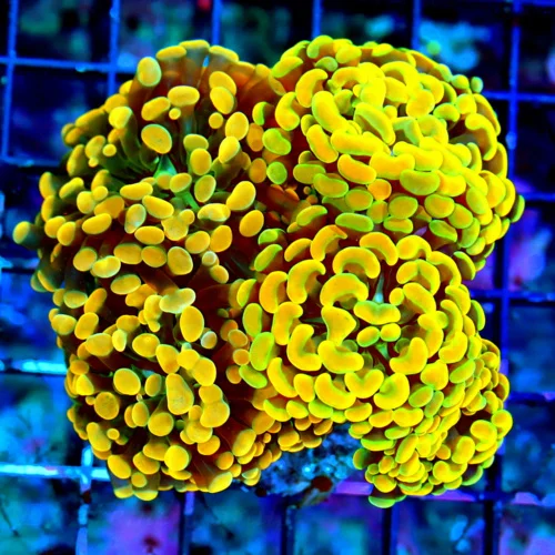 WYSIWYG 5.5X4 HANDPICKED BY SCOTT COMBO 2 HAMMER FOR PRICE OF ONE ULTRA ULTRA COLORED DUAL ORANGE COMBO BRAN live coral for sale - Extreme Corals