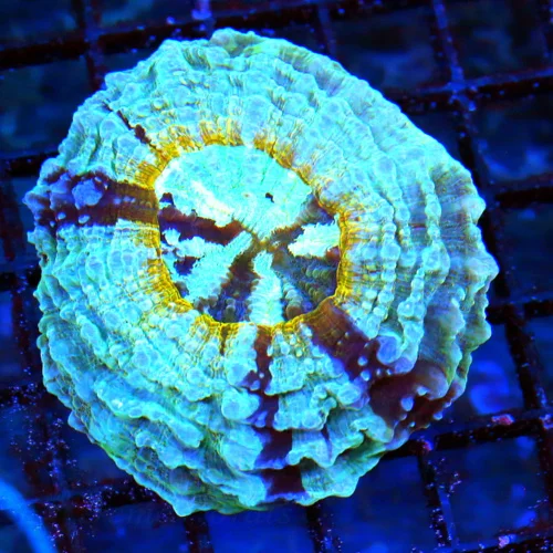 WYSIWYG 4.5X4 ULTRA RARE SUPER COLORED MULTICOLORED "BLUE ACANTHOPHYLLIA" I LOVE THIS SPECIMEN!!!!!!!!!! live coral for sale - Extreme Corals