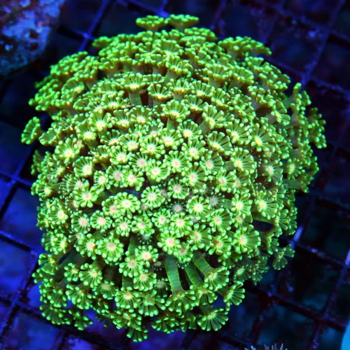 WYSIWYG 5X4 SUPER ORANG JEWELED EYED ULTRA COLRED SUPER GREEN SHOWPIECE ALVEOPORA-BEAUTIFUL SPECIMEN live coral for sale - Extreme Corals