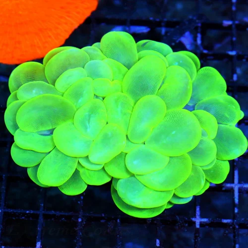 WYSIWYG 5.5X5 XXL SUPER ULTRA LEMONLIME GREEN YELLOW GIANT XXL ULTRA COLORED INDO BUBBLE-SUPER INTENSE COLOR live coral for sale - Extreme Corals
