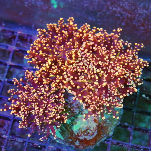 WYSIWYG 7X6 XXL SUPER NEON NEON ULTRA ORANGE BRANCHING OCTOSPAWN-AS NICE A COLOR AS YOU WILL EVER SEE!! live coral for sale - Extreme Corals