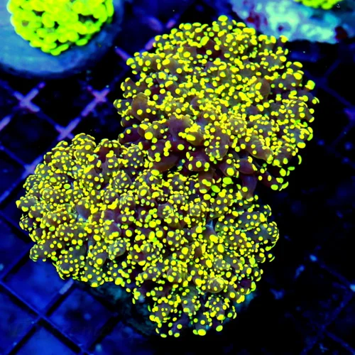WYSIWYG 6X5 XL NEON YELLOW-ORANGE TIPPED PURPLE TENTACLED ULTRA GRADE BRANCHING OCTOSPAWN VERY SPECIAL SPECI live coral for sale - Extreme Corals