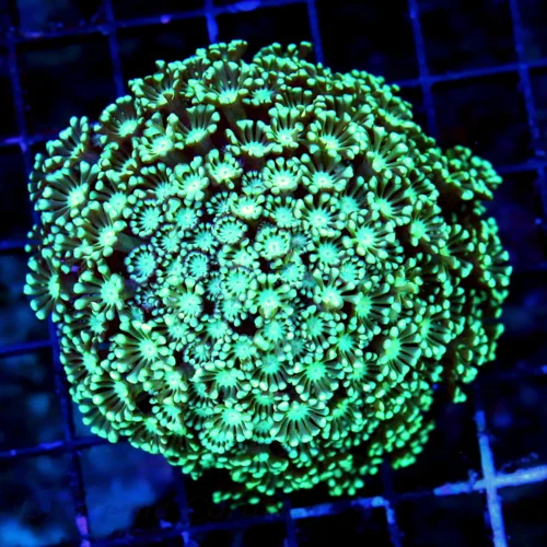 WYSIWYG 4.5X4.5 VERY HARD TO GET SEAFOAM GREEN-BLUE ULTRA COLORED VERY VERY PRETTY ALVEOPORA-AWESOME COLOR!! live coral for sale - Extreme Corals