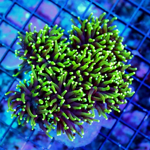 WYSIWYG 5x5 ULTRA COLORED VERY VERY NICE "GASLIGHT TORCH" SUPER PURPLE TENTACLED GREEN FADING TO YELLOW live coral for sale - Extreme Corals
