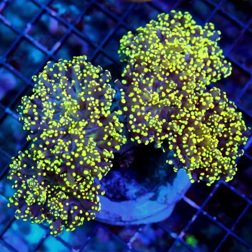 WYSIWYG 6x5 XL NEON YELLOW-ORANGE TIPPED PURPLE TENTACLED ULTRA GRADE BRANCHING OCTOSPAWN VERY SPECIAL live coral for sale - Extreme Corals