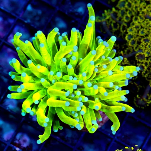 WYSIWYG 3.5x3.5  ULTIMATE COLLECTORS ITEM SCOTT'S HANDPICKED ULTRA COLOR KALAMANTINE HOLY GRAIL TORCH live coral for sale - Extreme Corals