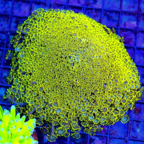 WYSIWYG 5x5 very very rare specimen blue eyed long tentacled very unique green orange ultra grade goniopora live coral for sale - Extreme Corals