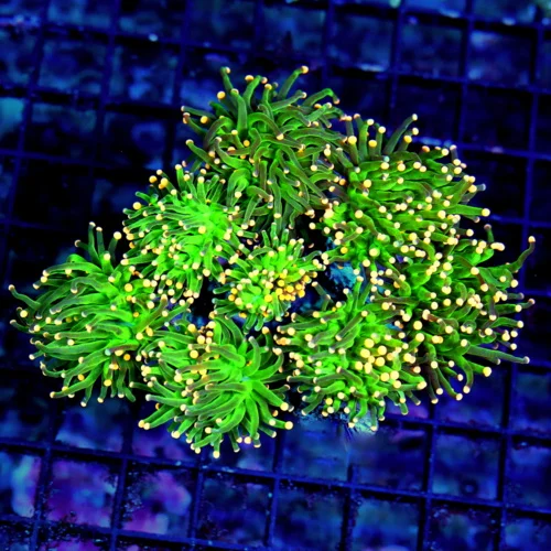WYSIWYG 6X5 GIANT XXL CENTERPIECE "ORANGE TIPPED COTTON CANDY" ONE OF THE NICEST TORCH YOU CAN BUY! live coral for sale - Extreme Corals