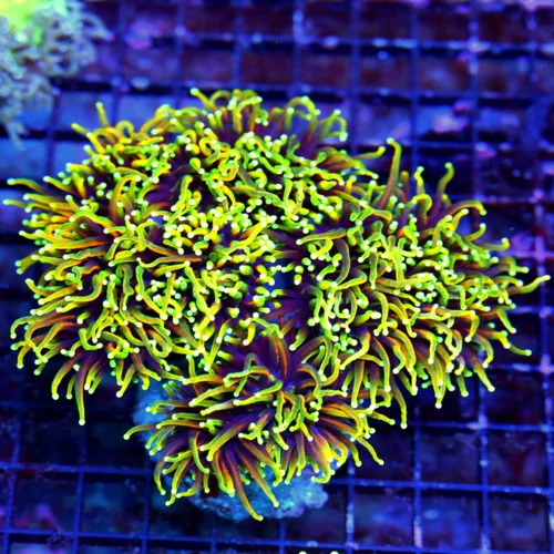 WYSIWYG 6.5X5.5 GIGANTIC CENTERPIECE ULTRA COLORED DRAGON SOUL TORCH-VERY VERY SPECIAL GIANT XXL TORCH live coral for sale - Extreme Corals