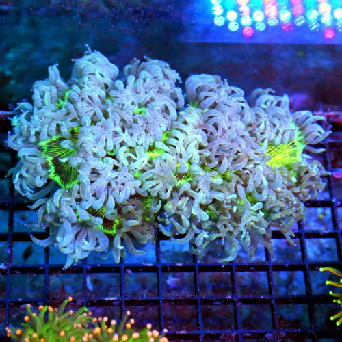 WYSIWYG 8X7 LARGE OUT OF THIS UNIVERSE "BLUR TENTACLED NEON LIME GREEN CENTEREDD ULTRA GRADE ULTRA ELEGANCE live coral for sale - Extreme Corals