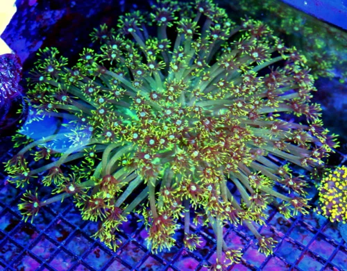 WYSIWYG 12X12 GIANT WHITE ALIEN EYED ULTRA COLORED SHOWPIECE INDO GONIOPORA-THIS IS AWESOME!! live coral for sale - Extreme Corals