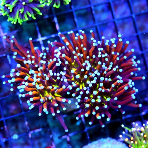WYSIWYG 5.5X4.5 SCOTT'S HANDPICKED BEST XXL ULTRA TORCH OF THE MONTH-THIS IS EPIC!!!! live coral for sale - Extreme Corals
