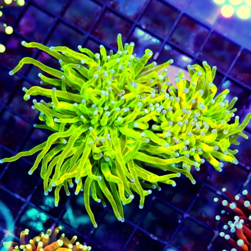 WYSIWYG 5X4 DOUBLE HEADED ULTIMATE COLLECTORS ITEM SCOTT'S HANDPICKED ULTRA COLOR KALAMANTINE HOLY GRAIL TOR live coral for sale - Extreme Corals