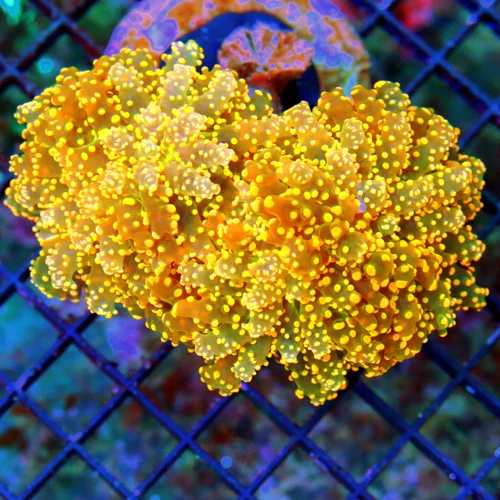 WYSIWYG 4.5X4 SUPER ULTRA GRADE ULTRA ORANGE SHOWPIECE BRANCHING OCTOSPAWN-FABULOUS!! live coral for sale - Extreme Corals
