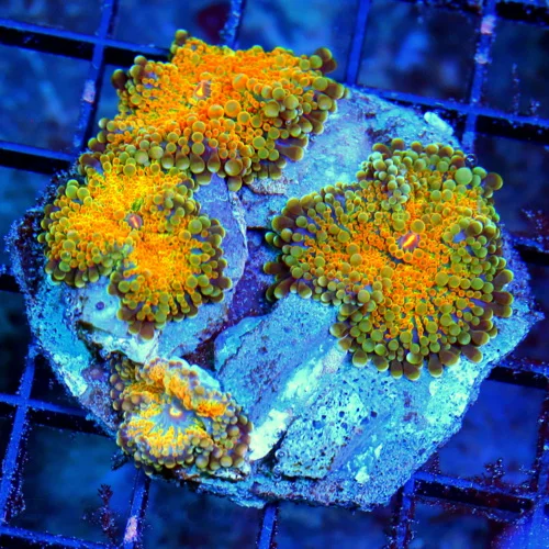 WYSIWYG 4X4 ULTRA GRADE AWESOME MULTICOLORED ORANGE RICORDEA YUMA MUSHROOM COLONY!! live coral for sale - Extreme Corals