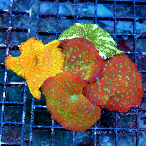 WYSIWYG 5.5X4 SUPER SUPER RARE COLLECTOR ITEM SHOW DISCOSOMA COLONY ROCK live coral for sale - Extreme Corals