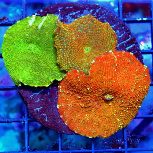 WYSIWYG 4X4 SUPER SUPER RARE COLLECTOR ITEM SHOW DISCOSOMA COLONY ROCK live coral for sale - Extreme Corals