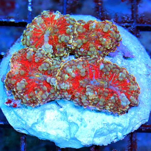WYSIWYG 4X4 SUPER SUPER RARE RED MULTICOLORED RICORDEA YUMA MUSHROOM COLONY live coral for sale - Extreme Corals