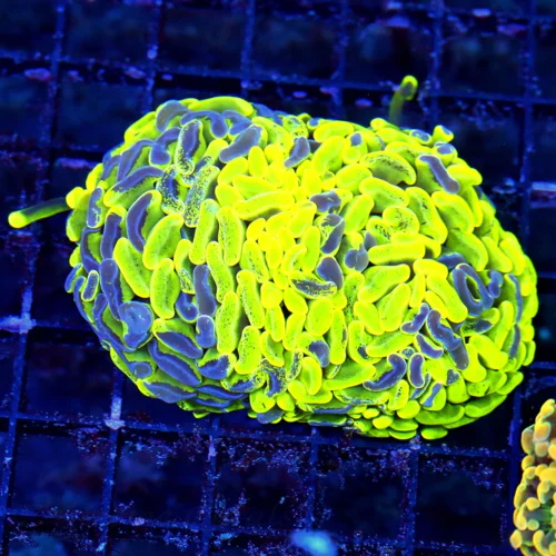 WYSIWYG 5X4 LARGE BRANCHING ULTRA HIGHLIGHTER YELLOW SUPER PURPLE SPLATTER AUSSIE BRANCHING HAMMER live coral for sale - Extreme Corals