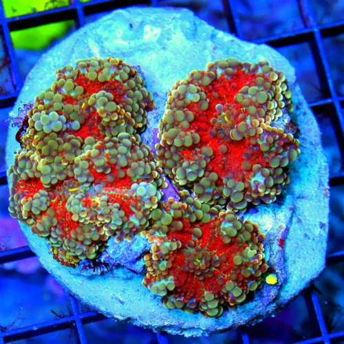 WYSIWYG 4X4 SUPER SUPER RARE RED MULTICOLORED RICORDEA YUMA MUSHROOM COLONY-AWESOME SPECIMEN live coral for sale - Extreme Corals