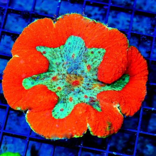 WYSIWYG 4.5X4.5 INCREDIBLE NEON BLUE CENTERED ULTRA ULTRA RED INDO ULTRA LOBOPHYLLIA-VERY VERY NICE COLOR!! live coral for sale - Extreme Corals