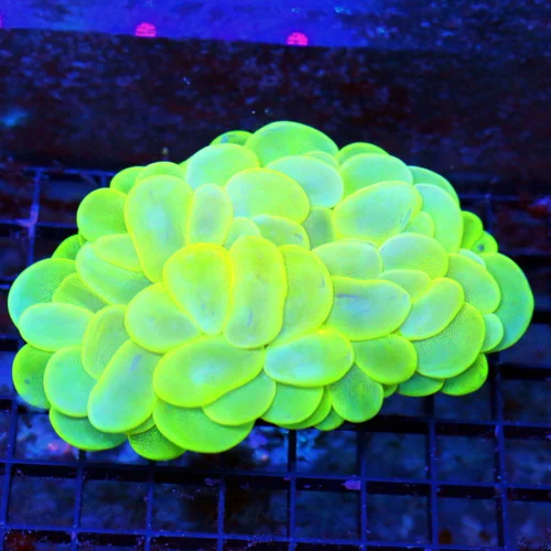 WYSIWYG 6X5 XXL SUPER ULTRA LEMONLIME YELLOW GIANT XXL ULTRA COLORED INDO BUBBLE-SPECTACULAR COLOR!! live coral for sale - Extreme Corals