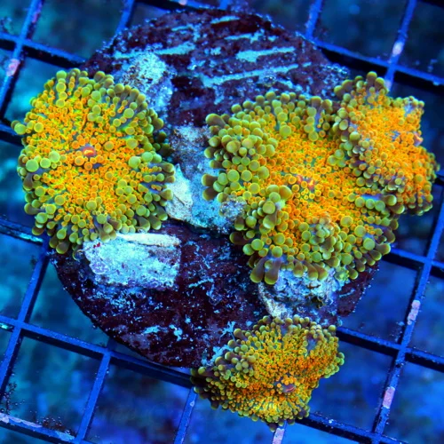WYSIWYG 4X4 ULTRA GRADE AWESOME MULTICOLORED ORANGE RICORDEA YUMA MUSHROOM COLONY!! live coral for sale - Extreme Corals
