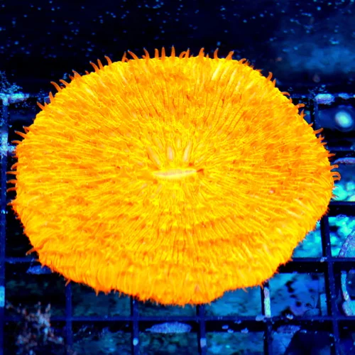 WYSIWYG 5X5 XL SUPER GLOW IN THE DARK SUPER NEON ORANGE MELTING POT INDO PLATE CORAL live coral for sale - Extreme Corals