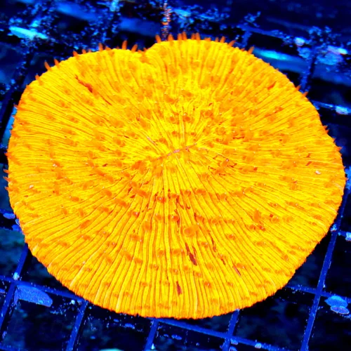 WYSIWYG 4.5X4.5 ULTRA ULTRA ORANGE FLAMETIP MELTING POT INDO PLATE CORAL-INCREDIBLE COLOR!! live coral for sale - Extreme Corals