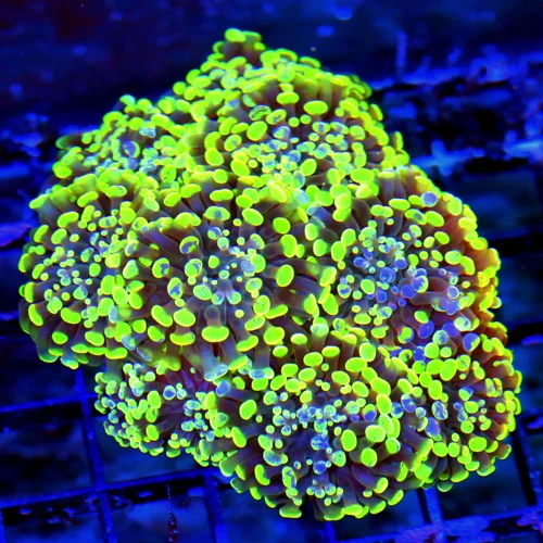 WYSIWYG 5.5X5.5 ULTRA ULTRA LEMON LIME GREEN AND BLUE SPLASHED XL INDO FAT TIP BRANCHING HAMMER-AWESOME! live coral for sale - Extreme Corals