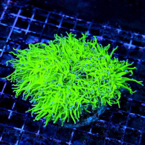 WYSIWYG 6.5X6.5 XXL GIANT CENTERPIECE ULTRA BLUE TIPPED COTTON CANDY CENTERPIECE INDO TORCH CORAL live coral for sale - Extreme Corals