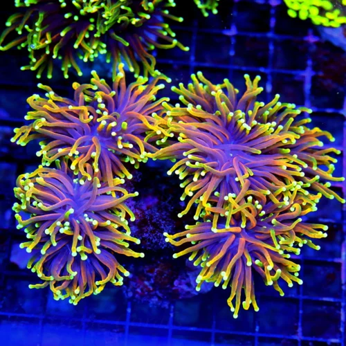 WYSIWYG 6X5 ULTIMATE SHOWPIECE SPITFIRE INDO ULTRA GRADE COLLECTORS ITEM TORCH-WOW IS ALL I CAN SAY!! live coral for sale - Extreme Corals