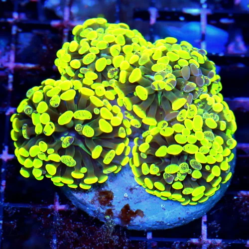 WYSIWYG THIS IS OUTRAGEOUS EXTREMELY RARE BRANCHING HAMMER-FROGSPAWN MORPH "YELLOW FRAMMER" COLLECTORS live coral for sale - Extreme Corals