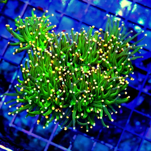 WYSIWYG 5.5X5.5 ULTRA ULTRA COLORED BLUE AND PINK TIPPED "CARE BEAR tORCH" VERY VERY RARE GIANT SPECIMEN live coral for sale - Extreme Corals