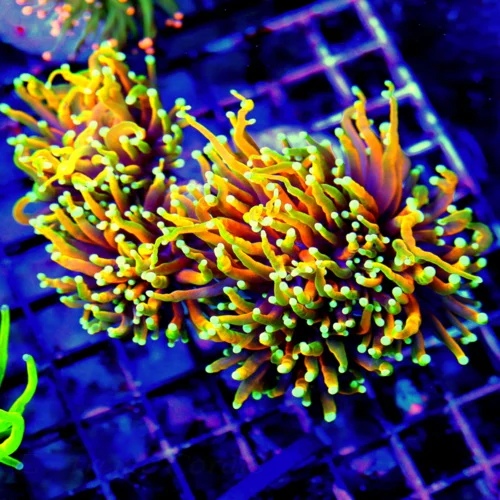 WYSIWYG 6X5 GIANT CENTERPIECE ULTRA COLORED HELLFIRE TORCH-VERY VERY SPECIAL GIANT XXL TORCH live coral for sale - Extreme Corals