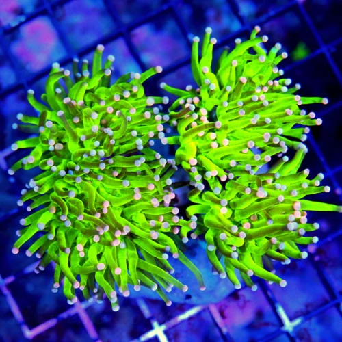 WYSIWYG 5.5X5.5 ULTRA ULTRA COLORED BLUE AND PINK TIPPED "CARE BEAR tORCH" VERY VERY RARE GIANT SPECIMEN live coral for sale - Extreme Corals