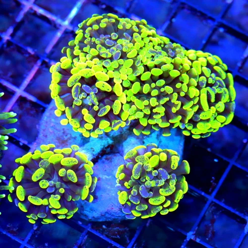 WYSIWYG 5.5X5.5 5.5X5.5 ULTRA ULTRA LEMON LIME GREEN AND BLUE SPLASHED XL INDO FAT TIP BRANCHING HAMMER-AWES live coral for sale - Extreme Corals