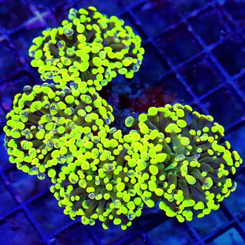 WYSIWYG 5.5X5.5 ULTRA ULTRA LEMON LIME GREEN AND BLUE SPLASHED XL INDO FAT TIP BRANCHING HAMMER-AWESOME! live coral for sale at Extreme Corals