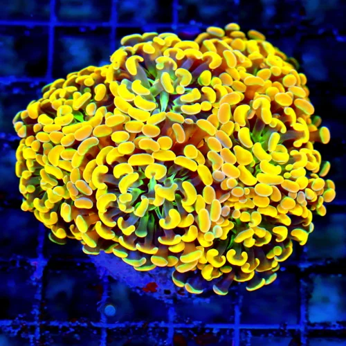 WYSIWYG 5.5X5 HANDPICKED BY SCOTT HOME DEPOT ORANGE GREEN UNDERTONED ULTRA ULTRA COLORED INDO BRANCHING HAMM live coral for sale - Extreme Corals