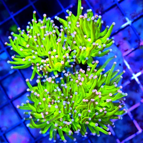 WYSIWYG 5.5X4.5 55.5X5.5 ULTRA ULTRA COLORED BLUE AND PINK TIPPED "CARE BEAR tORCH" VERY VERY RARE GIANT SPE live coral for sale - Extreme Corals
